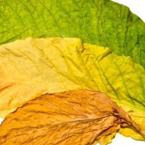 Tobacco Leaf Wax Melts